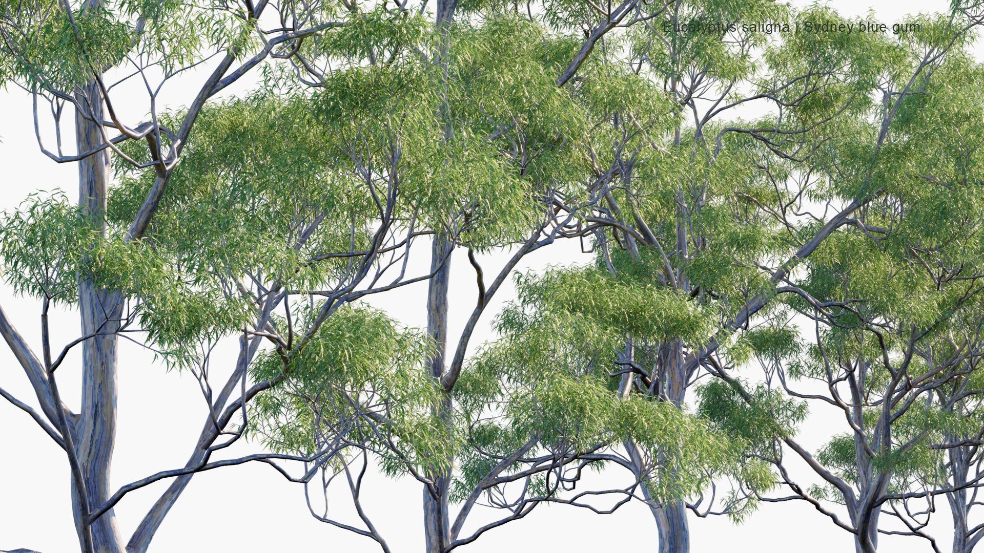 Eucalyptus Saligna 3D Model