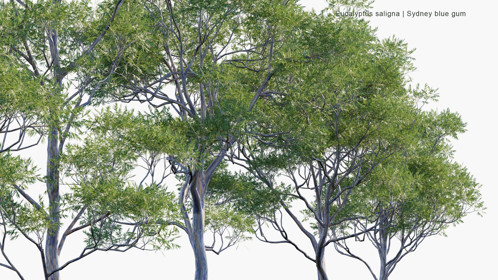 Low Poly Eucalyptus Saligna - Sydney Blue Gum, Blue Gum (3D Model)