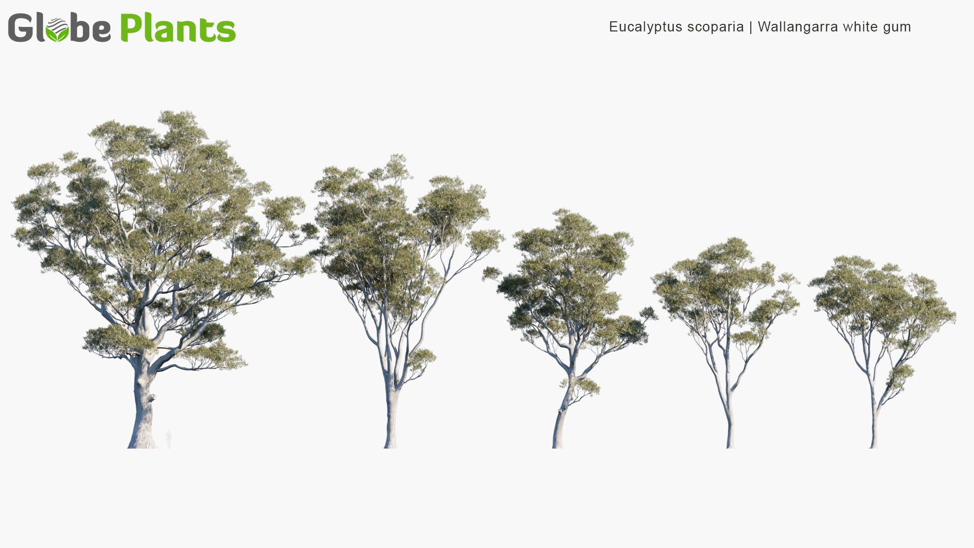 Eucalyptus Scoparia - Wallangarra White Gum, Willow Gum (3D Model)