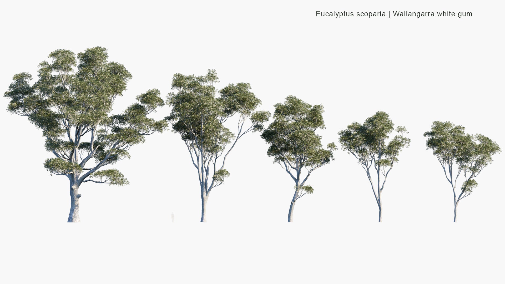 Low Poly Eucalyptus Scoparia - Wallangarra White Gum, Willow Gum (3D Model)