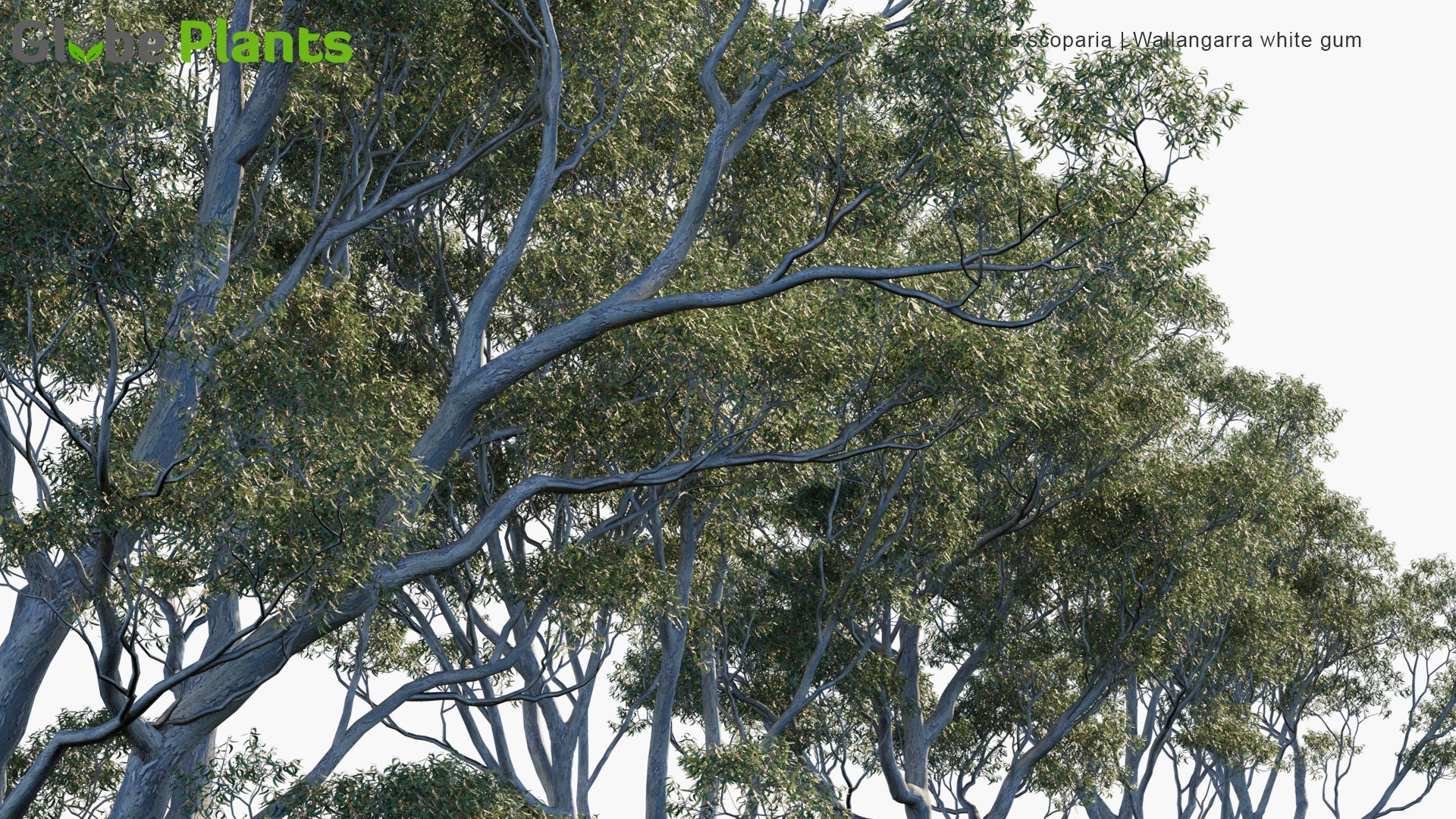 Eucalyptus Scoparia - Wallangarra White Gum, Willow Gum (3D Model)