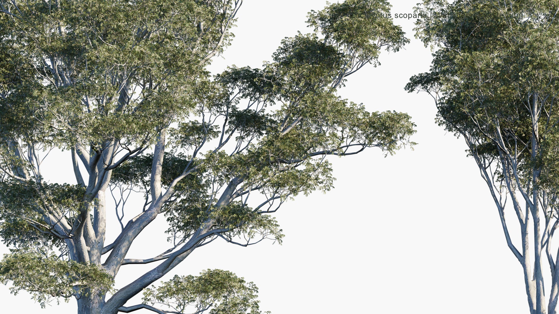 Low Poly Eucalyptus Scoparia - Wallangarra White Gum, Willow Gum (3D Model)