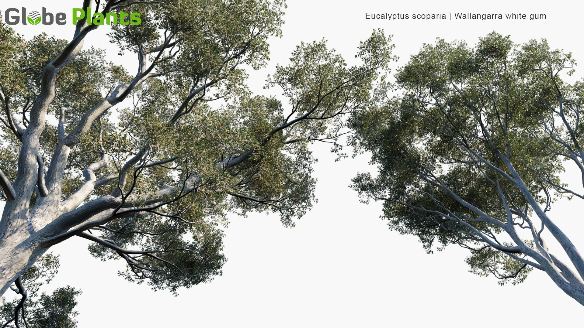 Eucalyptus Scoparia - Wallangarra White Gum, Willow Gum (3D Model)