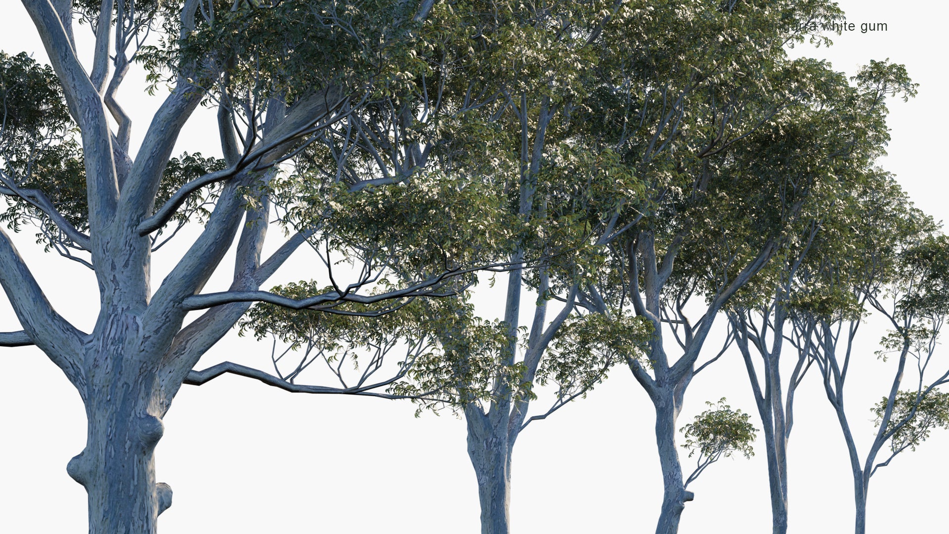 Low Poly Eucalyptus Scoparia - Wallangarra White Gum, Willow Gum (3D Model)