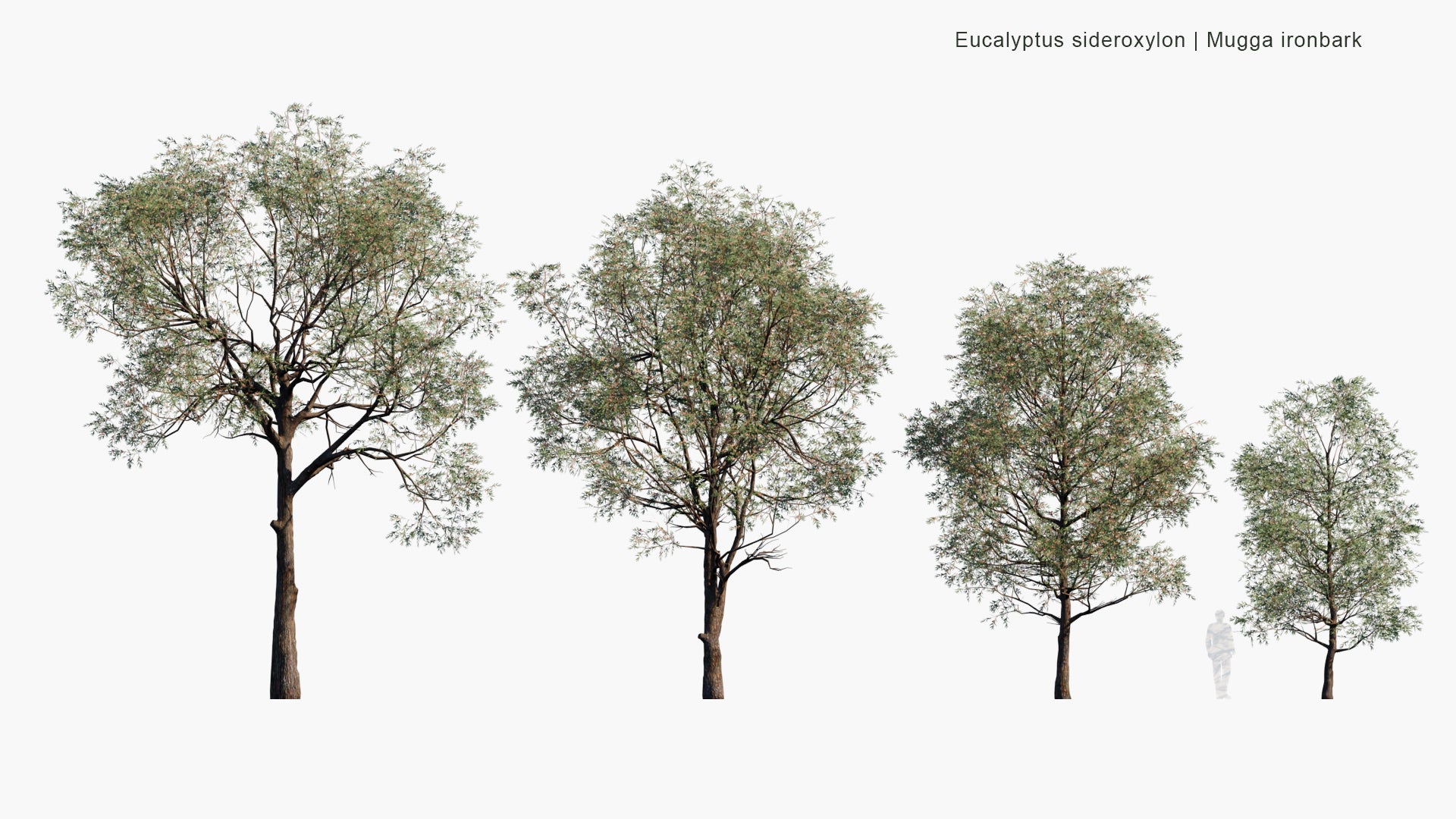 Low Poly Eucalyptus Sideroxylon - Mugga Ironbark, Red Ironbark (3D Model)