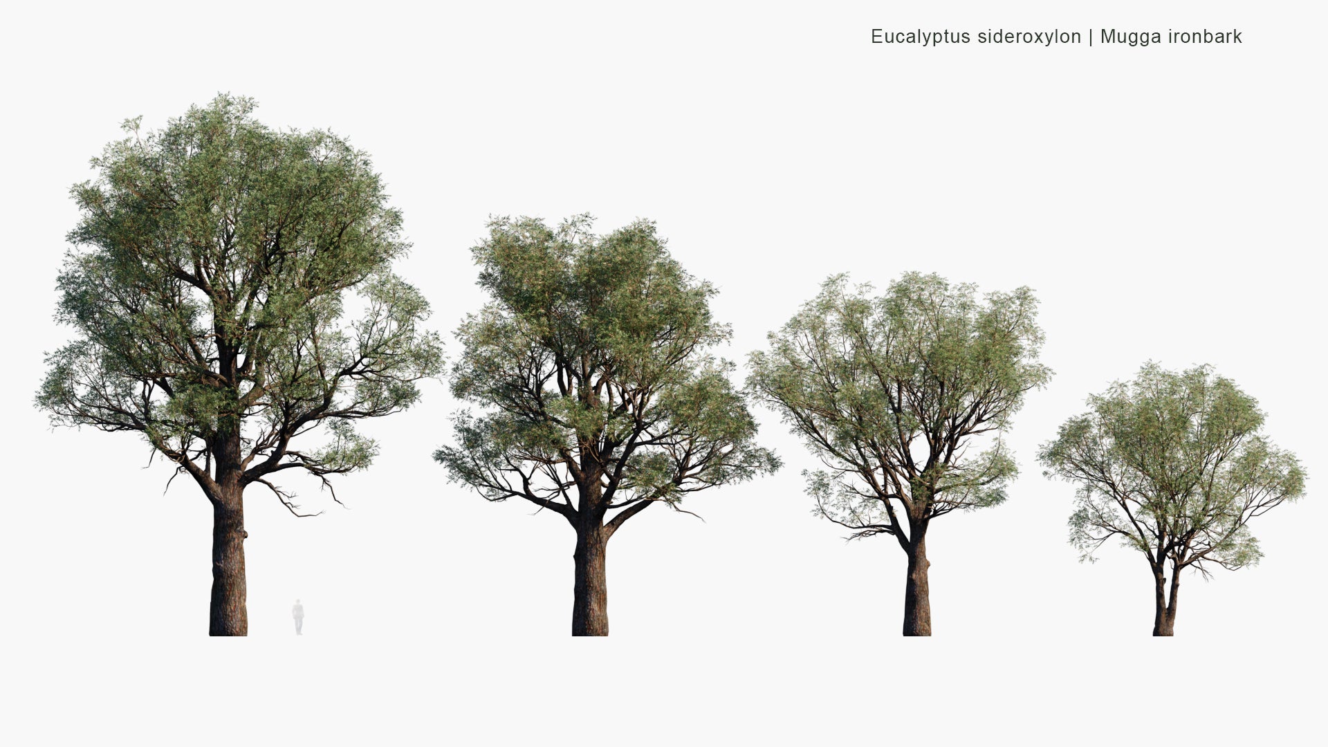 Low Poly Eucalyptus Sideroxylon - Mugga Ironbark, Red Ironbark (3D Model)