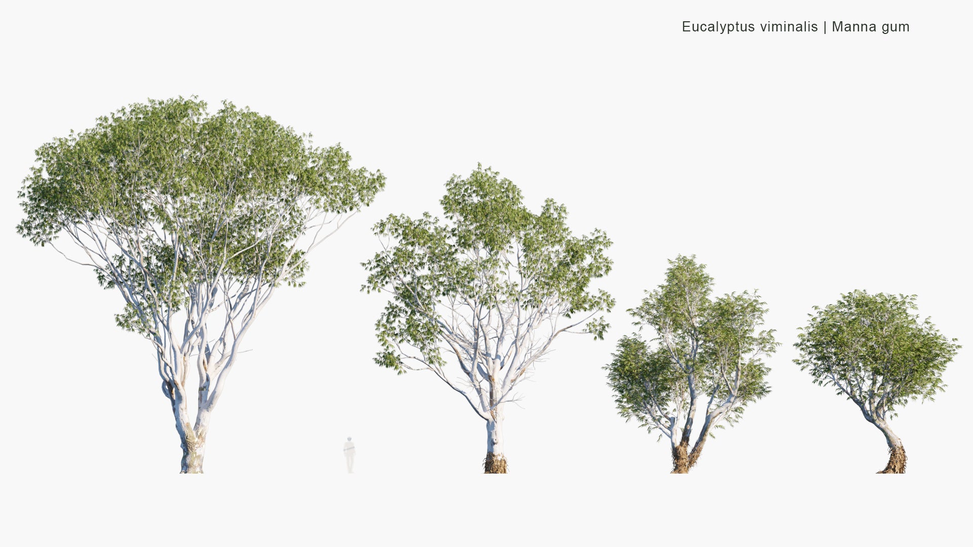 Eucalyptus Viminalis - Manna Gum, White Gum, Ribbon Gum (3D Model)