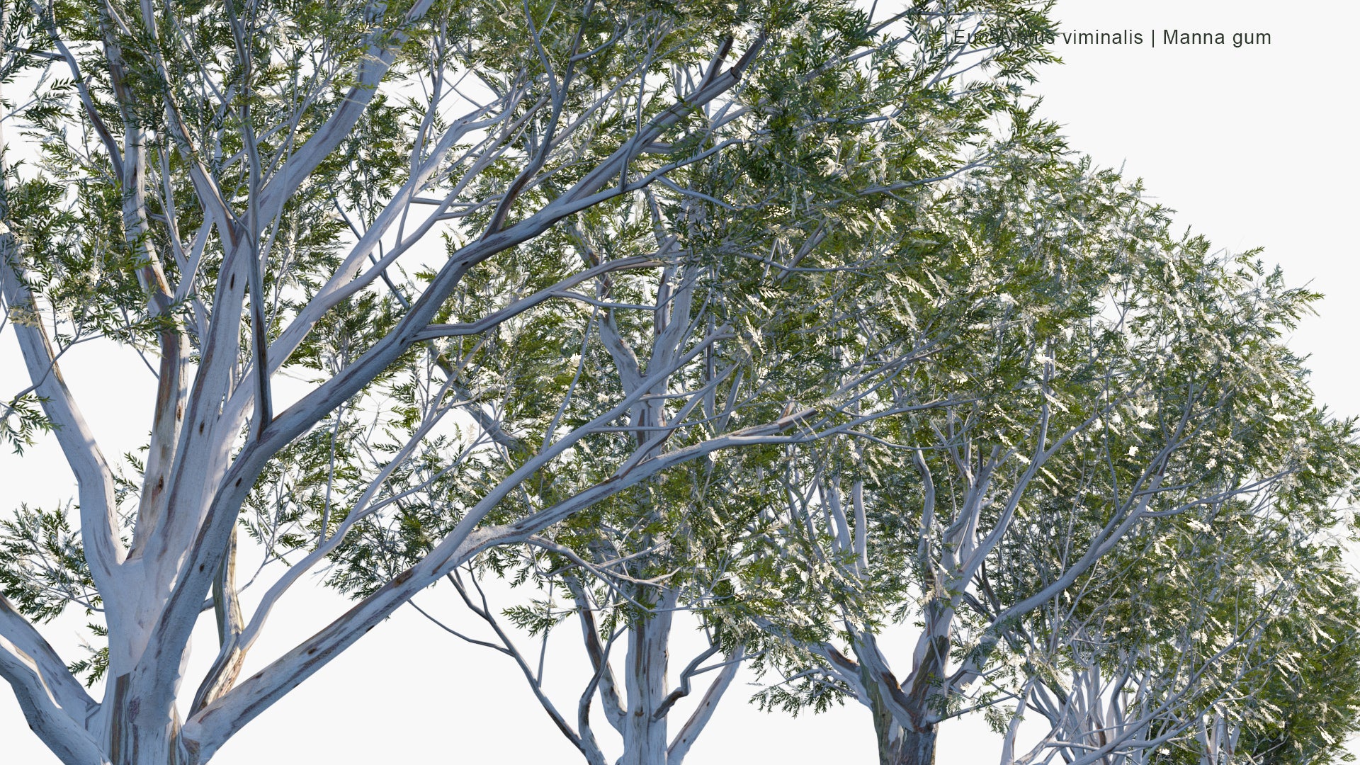 Low Poly Eucalyptus Viminalis - Manna Gum, White Gum, Ribbon Gum (3D Model)
