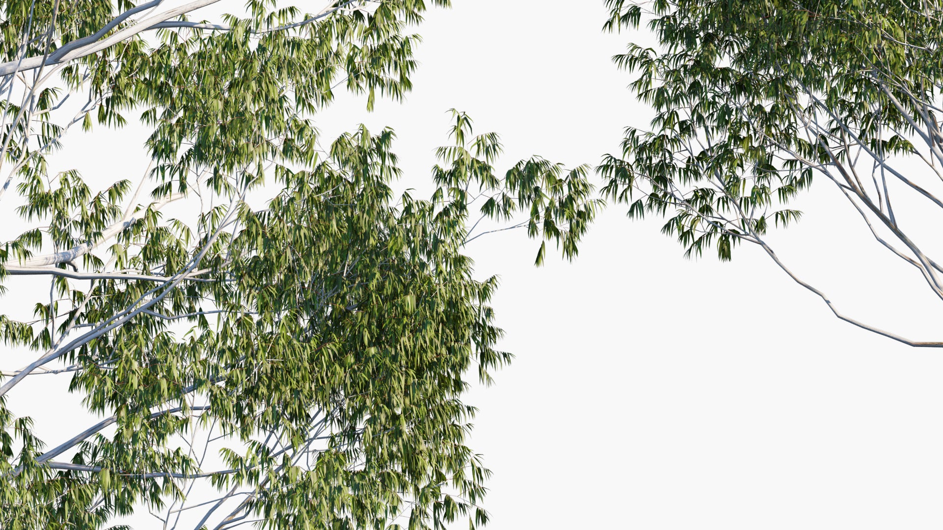 Eucalyptus Viminalis - Manna Gum, White Gum, Ribbon Gum (3D Model)