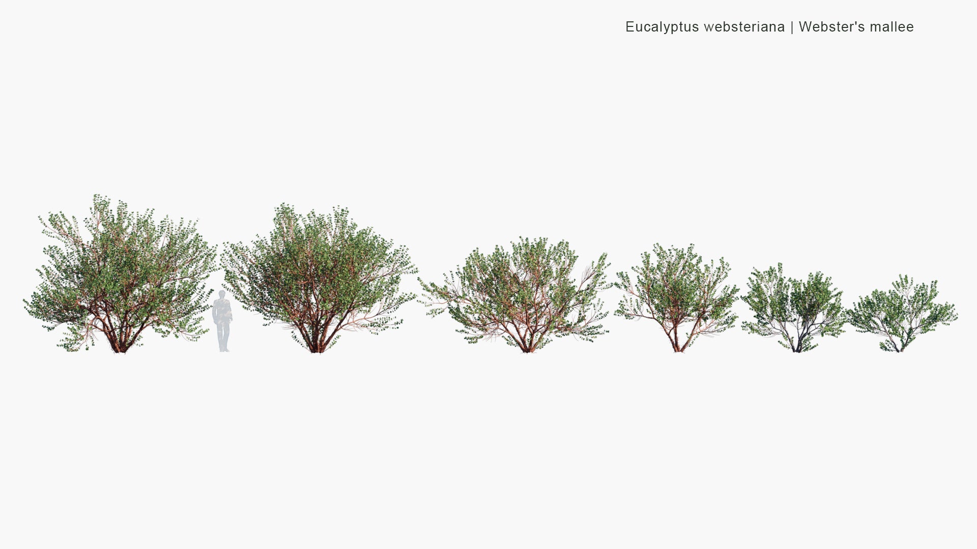 Low Poly Eucalyptus Websteriana - Webster's Mallee, Heart-leaf Mallee, Dainty Mallee (3D Model)