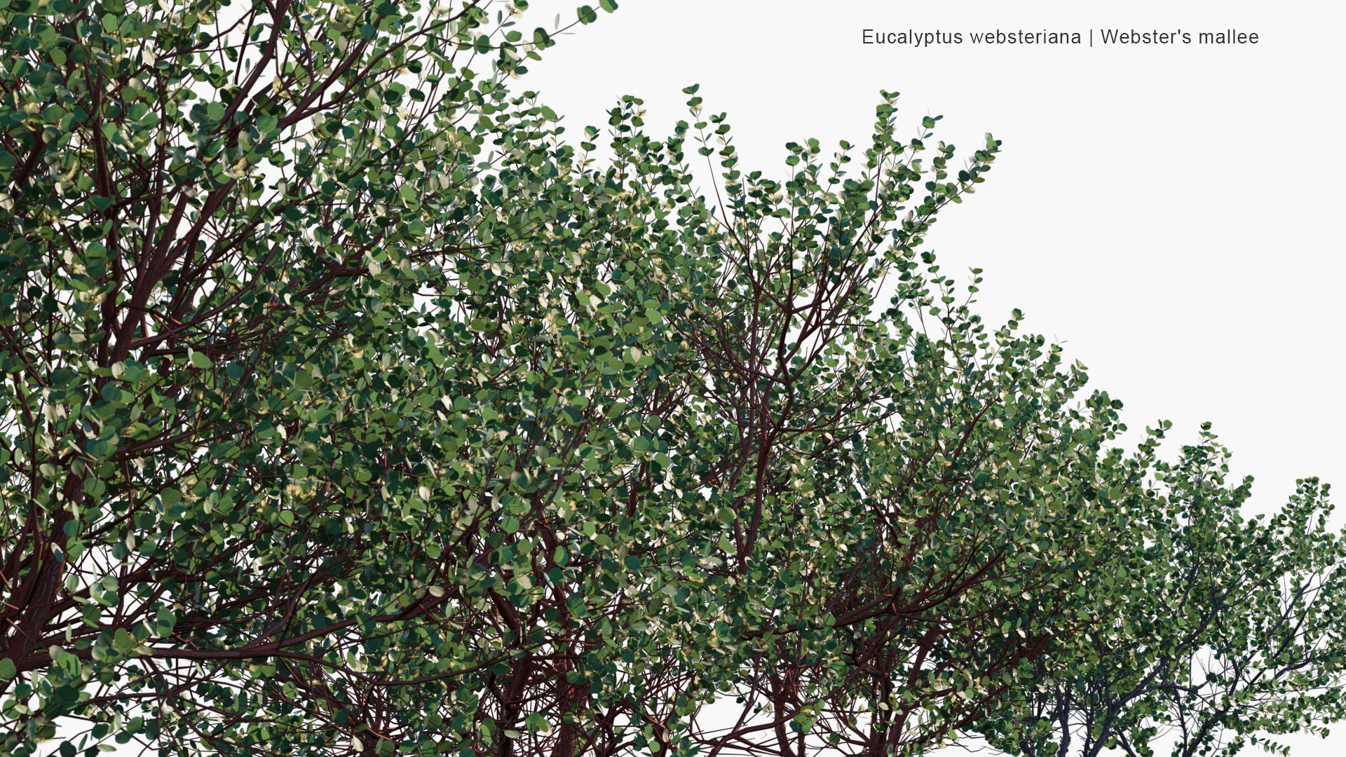 Low Poly Eucalyptus Websteriana - Webster's Mallee, Heart-leaf Mallee, Dainty Mallee (3D Model)