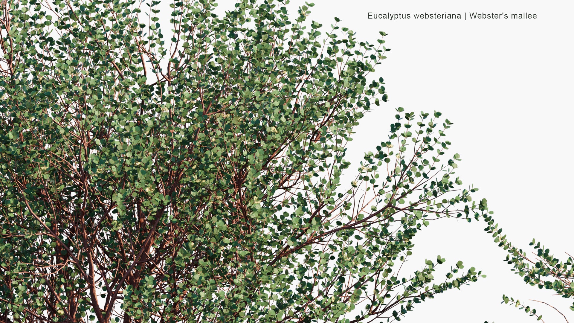 Low Poly Eucalyptus Websteriana - Webster's Mallee, Heart-leaf Mallee, Dainty Mallee (3D Model)