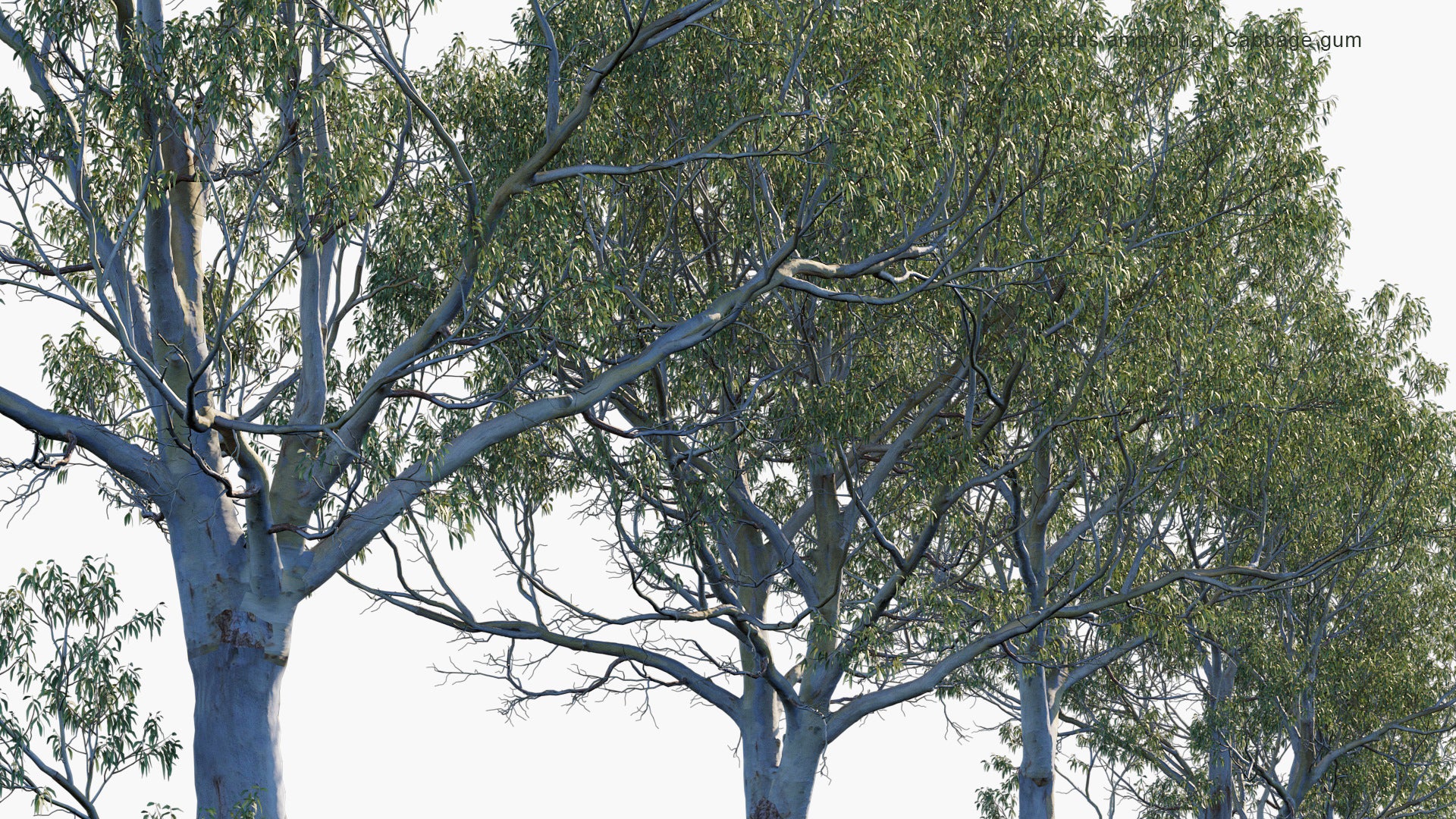 Eucalyptus Amplifolia - Cabbage Gum (3D Model)