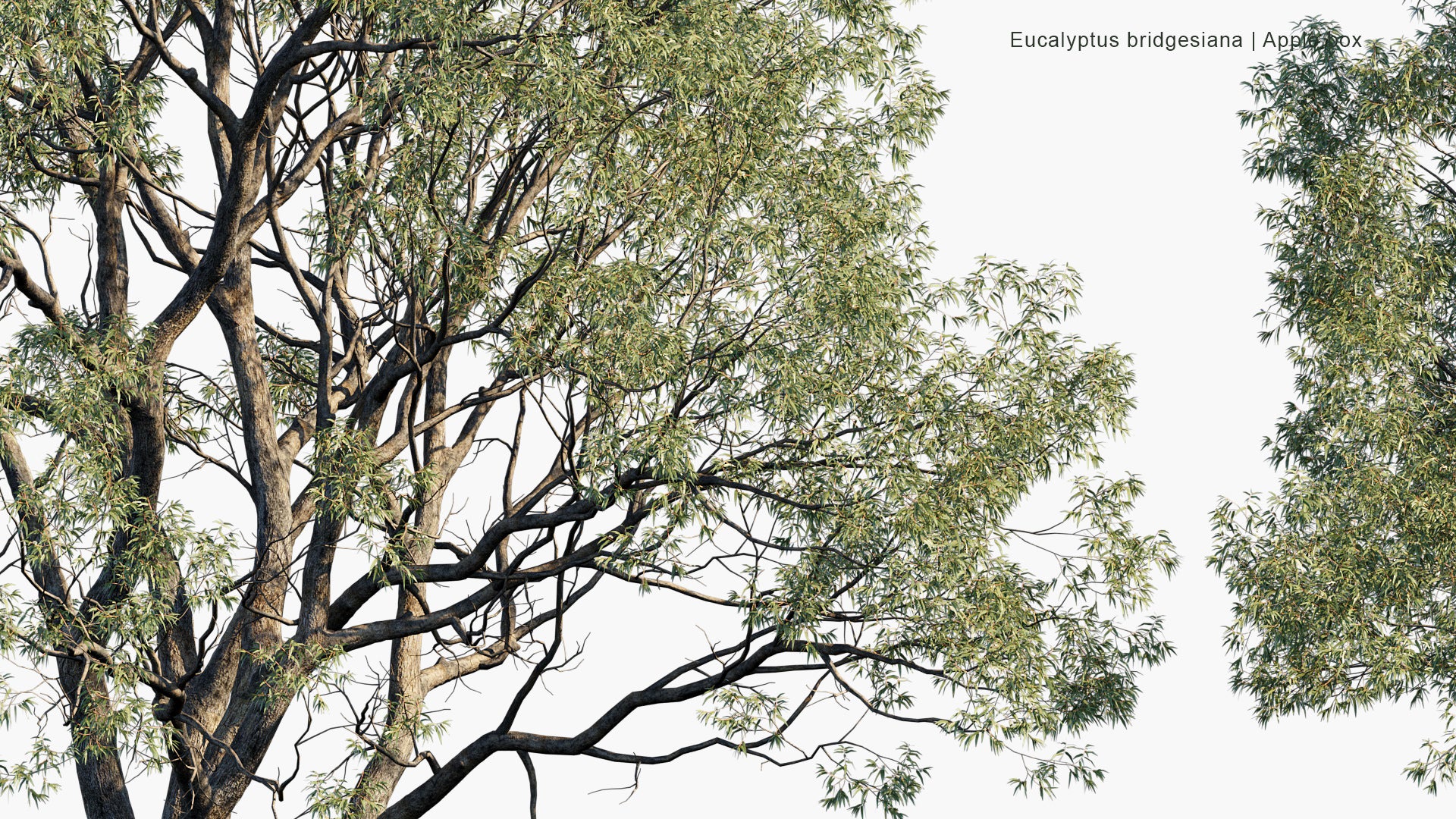 Eucalyptus Bridgesiana - Apple Box, Apple, Apple Gum (3D Model)