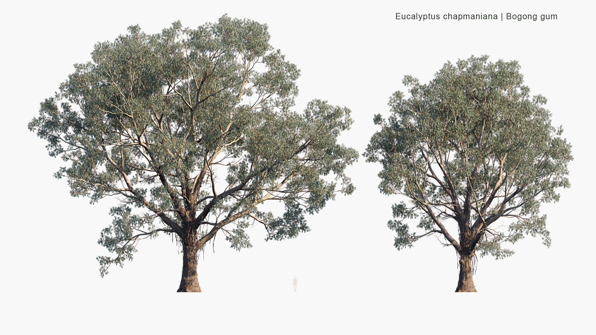 Eucalyptus Chapmaniana - Bogong Gum (3D Model)