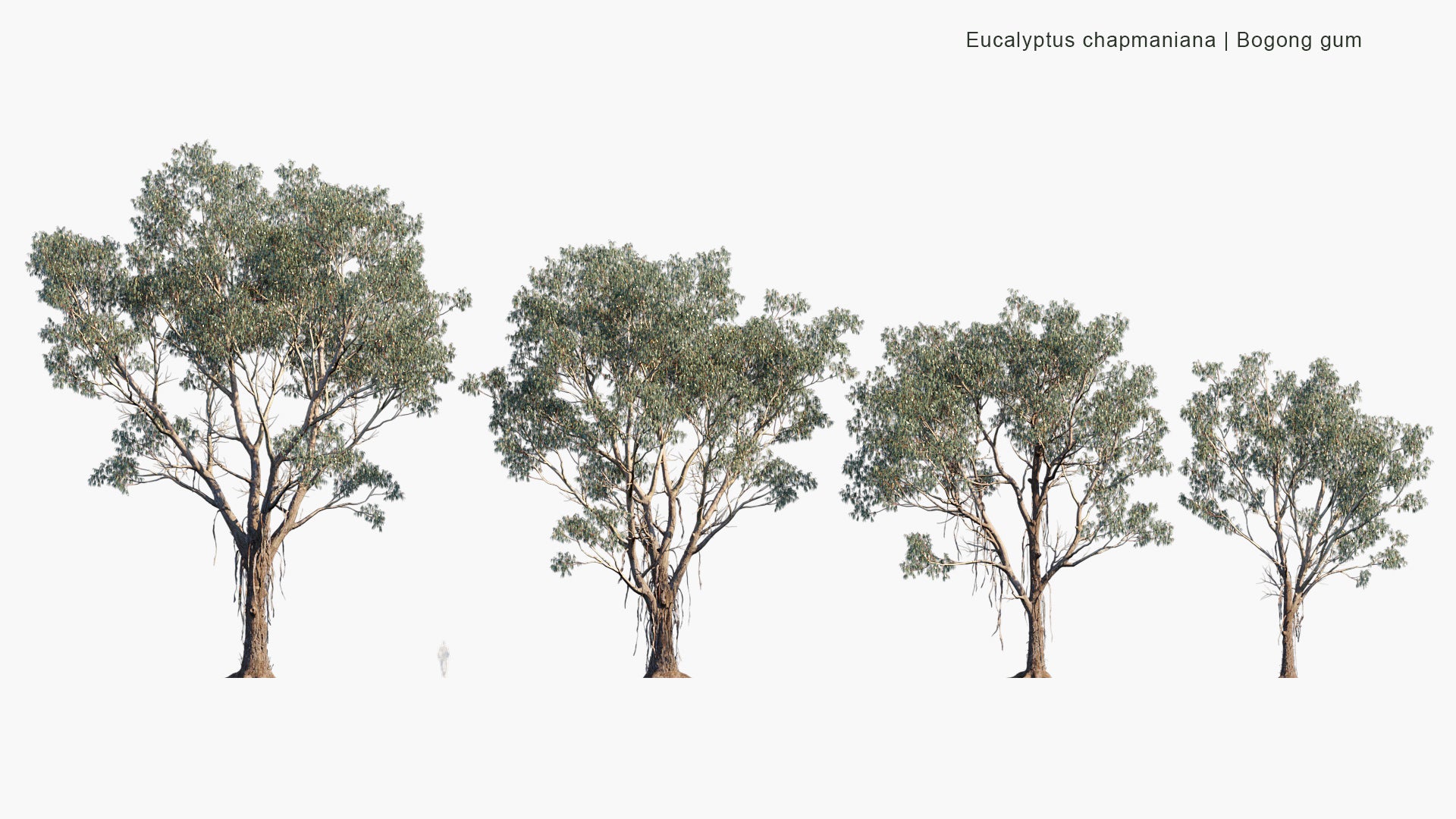 Eucalyptus Chapmaniana - Bogong Gum (3D Model)