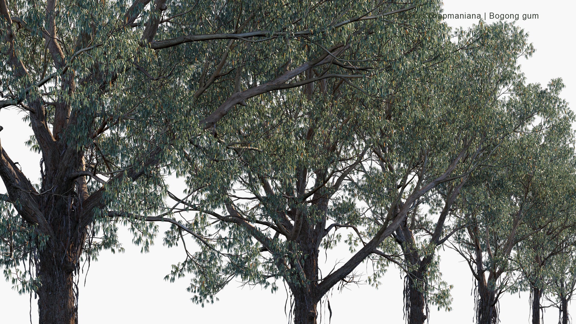 Eucalyptus Chapmaniana - Bogong Gum (3D Model)