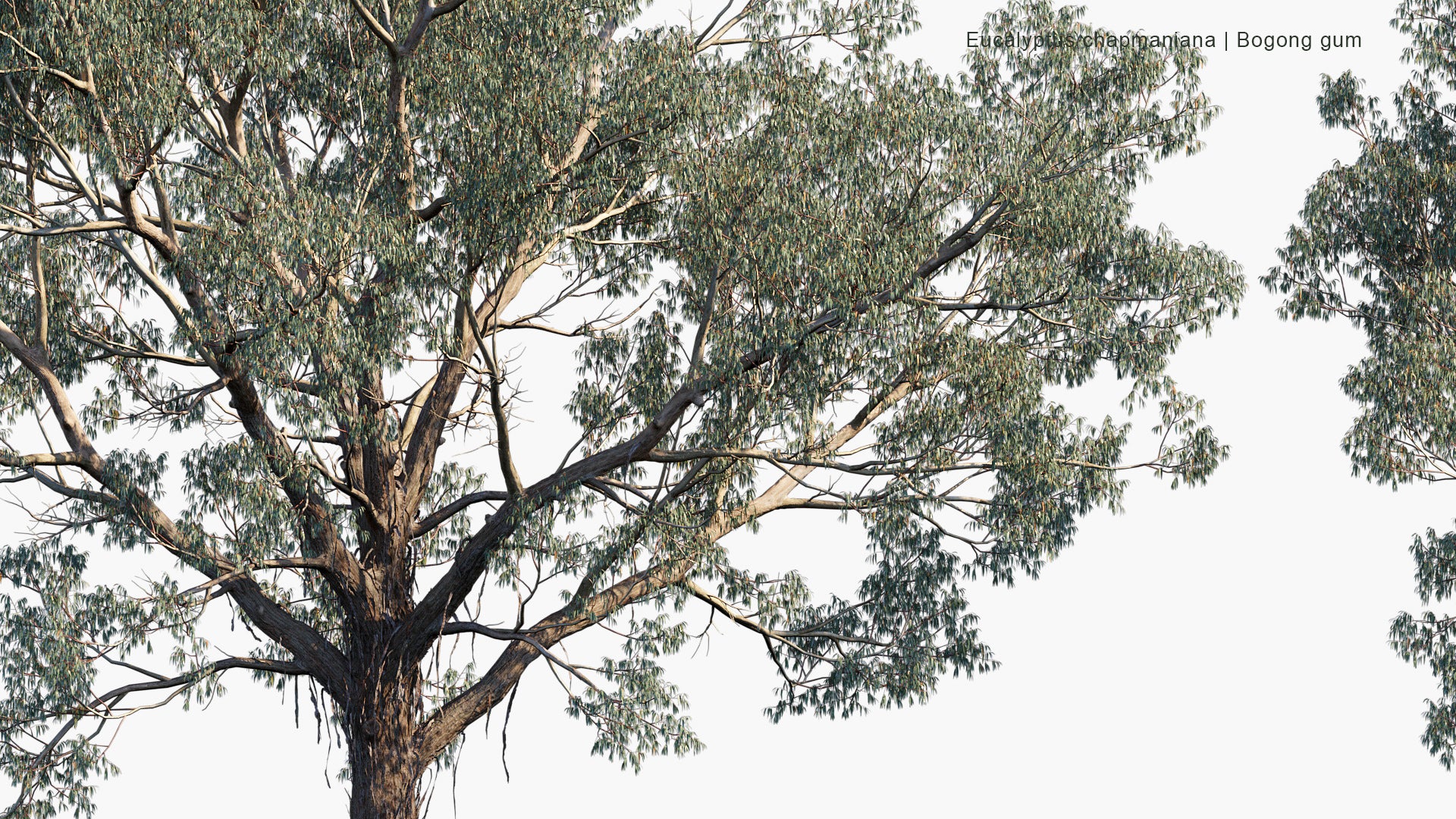 Eucalyptus Chapmaniana - Bogong Gum (3D Model)