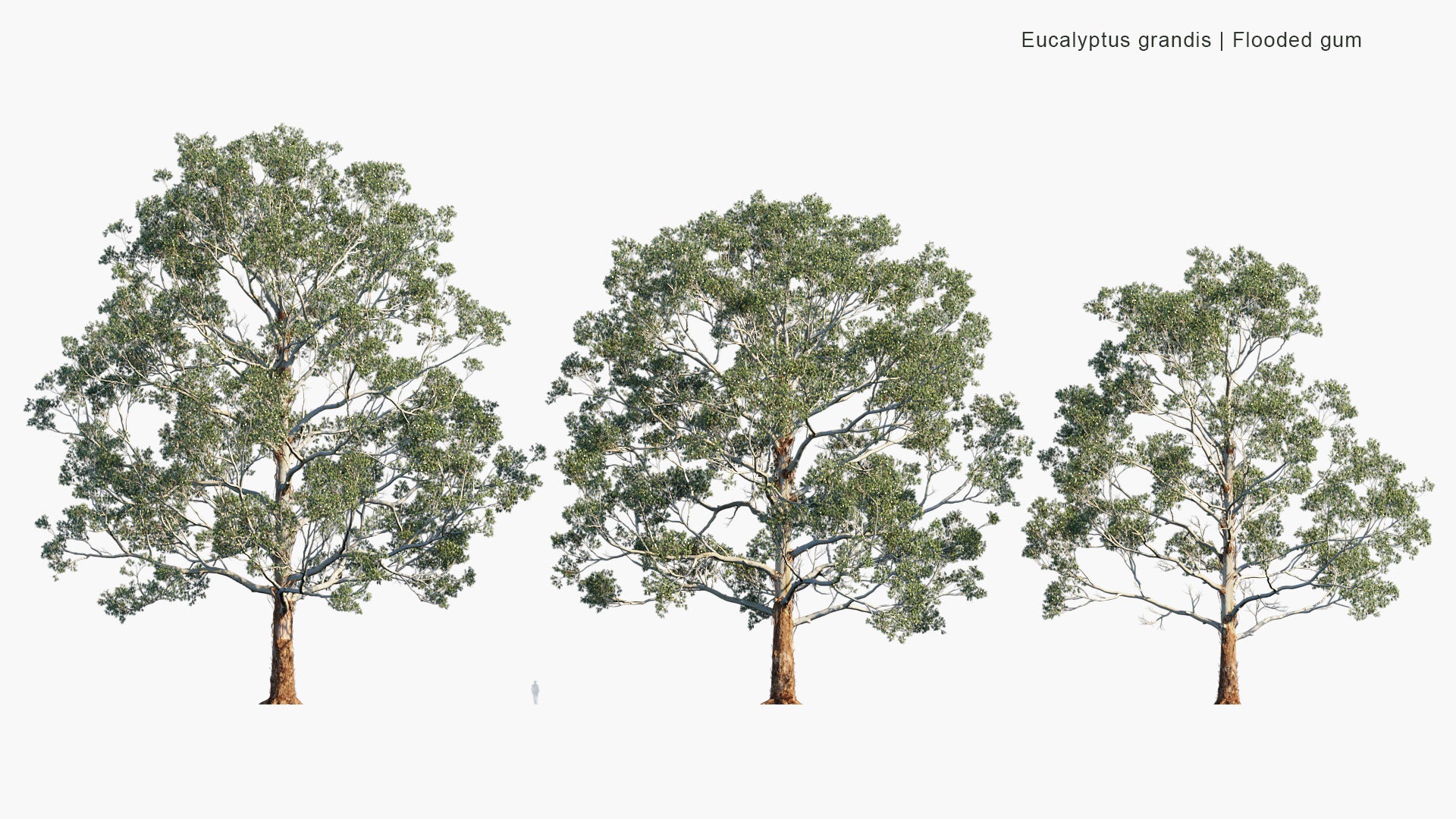 Eucalyptus Grandis - Flooded Gum, Rose Gum (3D Model)