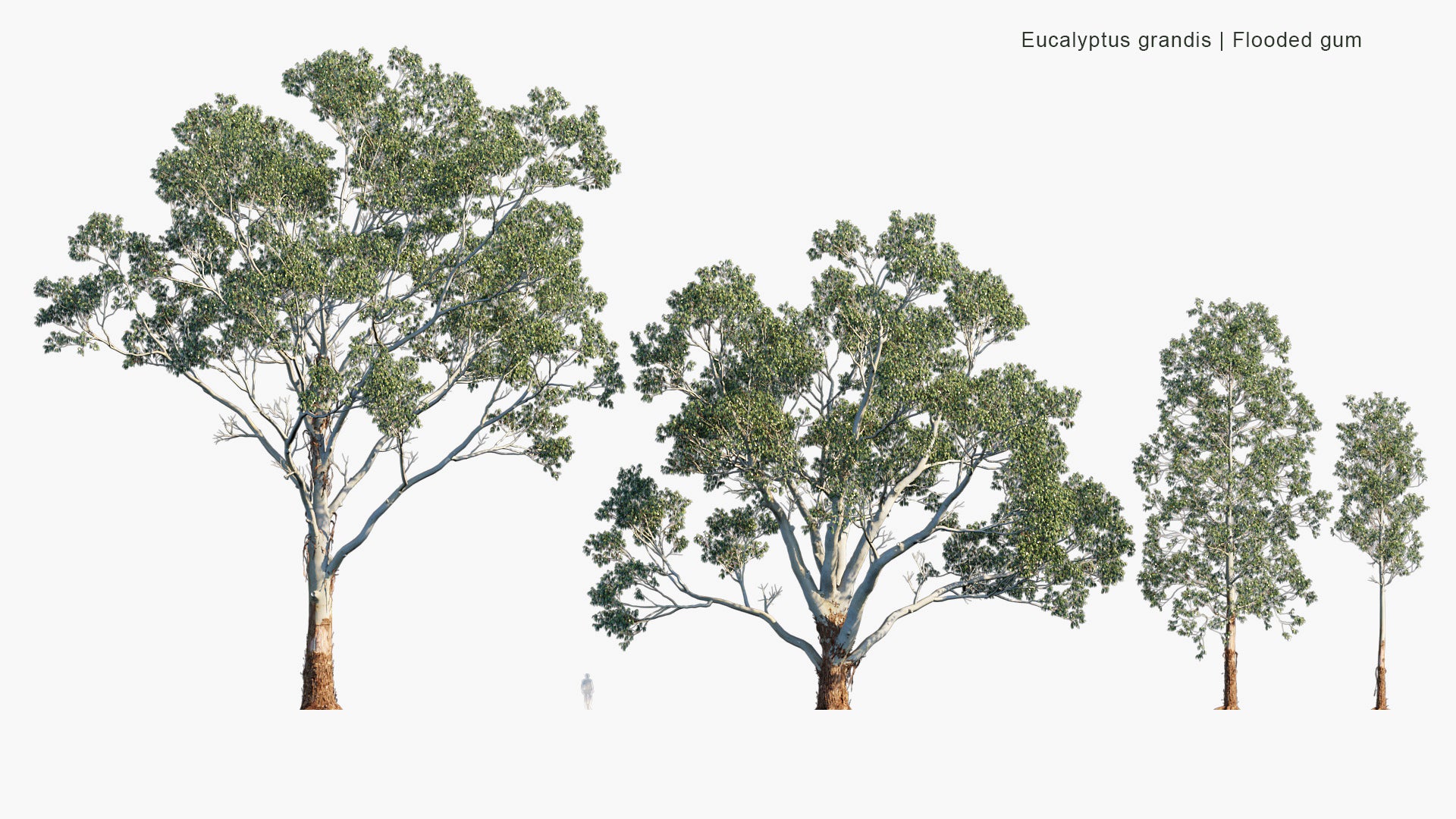 Eucalyptus Grandis - Flooded Gum, Rose Gum (3D Model)