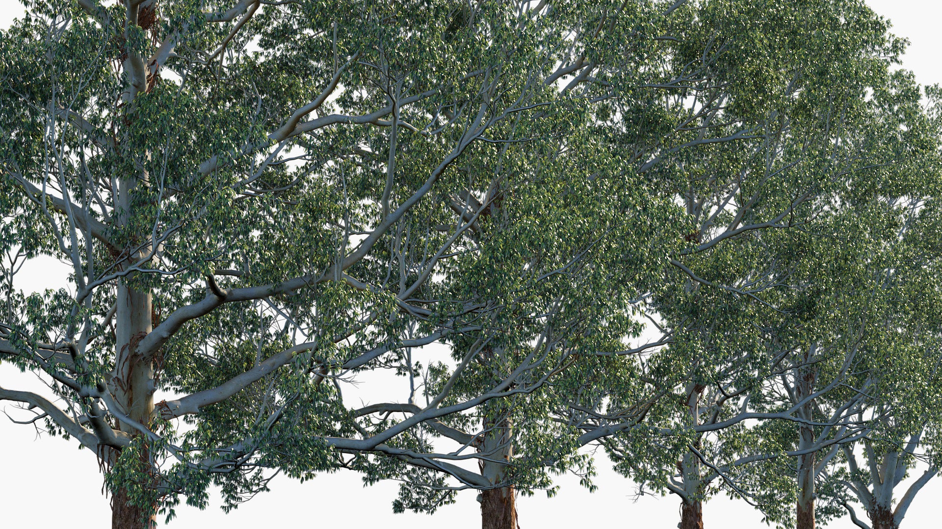 Eucalyptus Grandis - Flooded Gum, Rose Gum (3D Model)