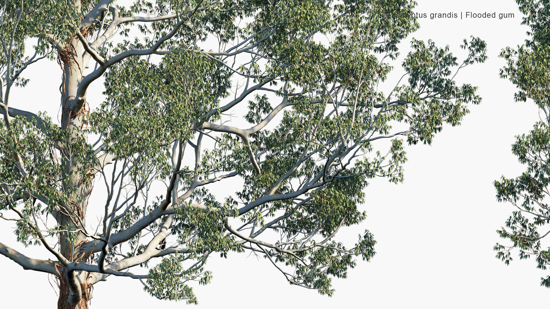 Eucalyptus Grandis - Flooded Gum, Rose Gum (3D Model)