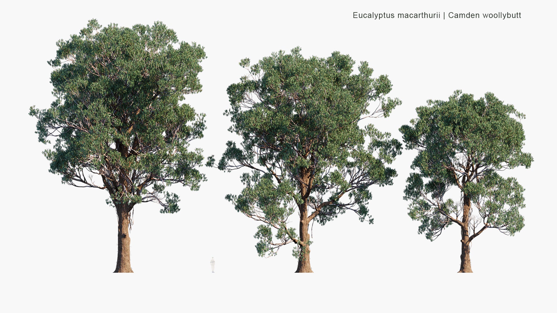 Eucalyptus Macarthurii - Camden Woollybutt, Paddy's River Box (3D Model)