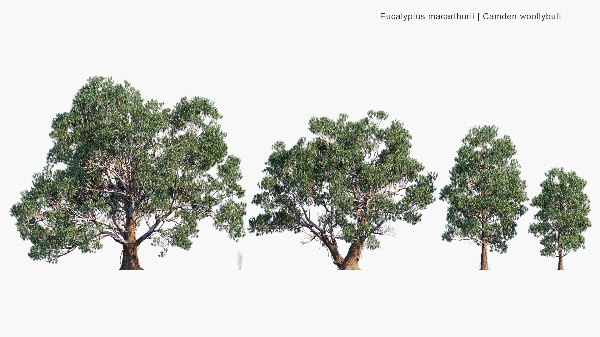 Eucalyptus Macarthurii - Camden Woollybutt, Paddy's River Box (3D Model)