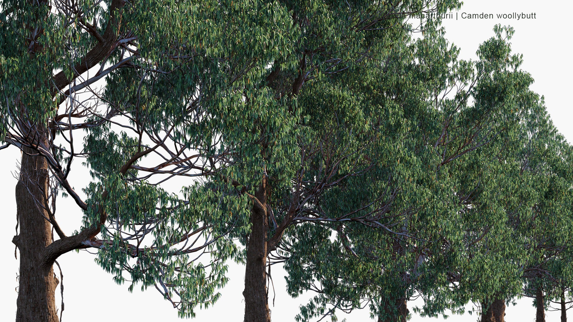 Eucalyptus Macarthurii - Camden Woollybutt, Paddy's River Box (3D Model)