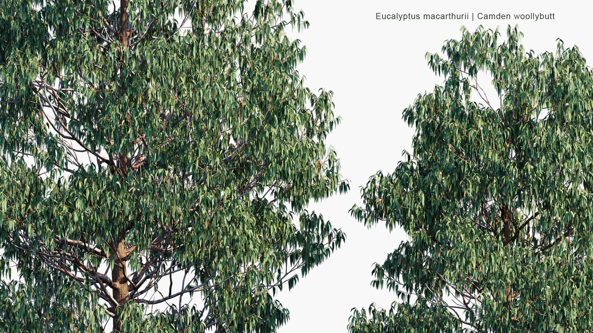 Eucalyptus Macarthurii - Camden Woollybutt, Paddy's River Box (3D Model)