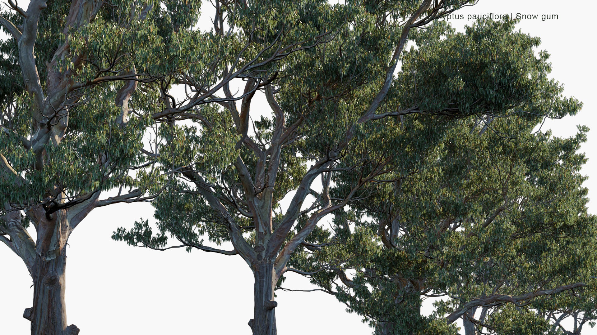 Eucalyptus Pauciflora - Snow Gum, Cabbage Gum, White Sally (3D Model)