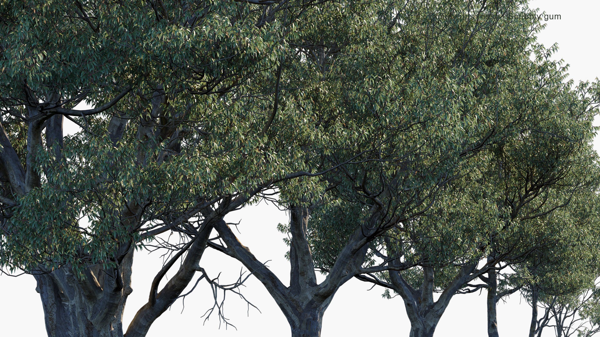 Eucalyptus Rossii - Scribbly Gum (3D Model)