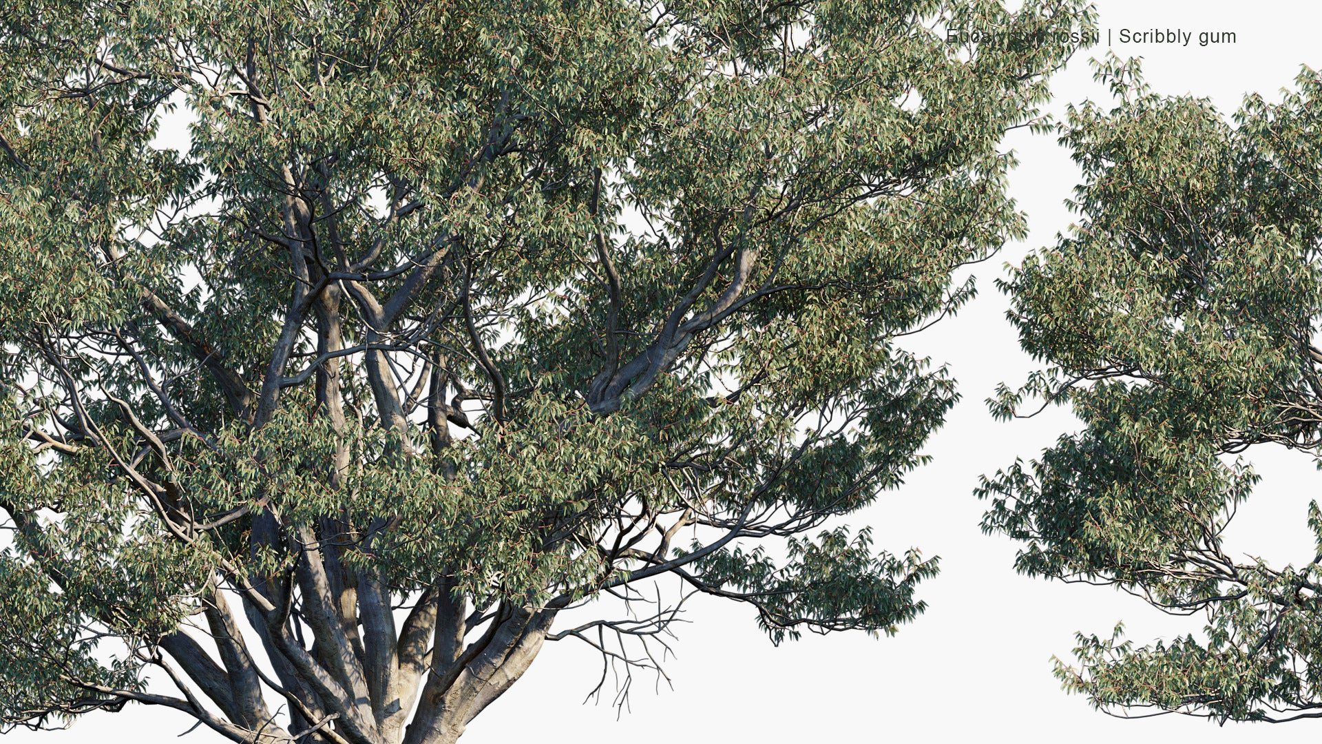 Eucalyptus Rossii - Scribbly Gum (3D Model)