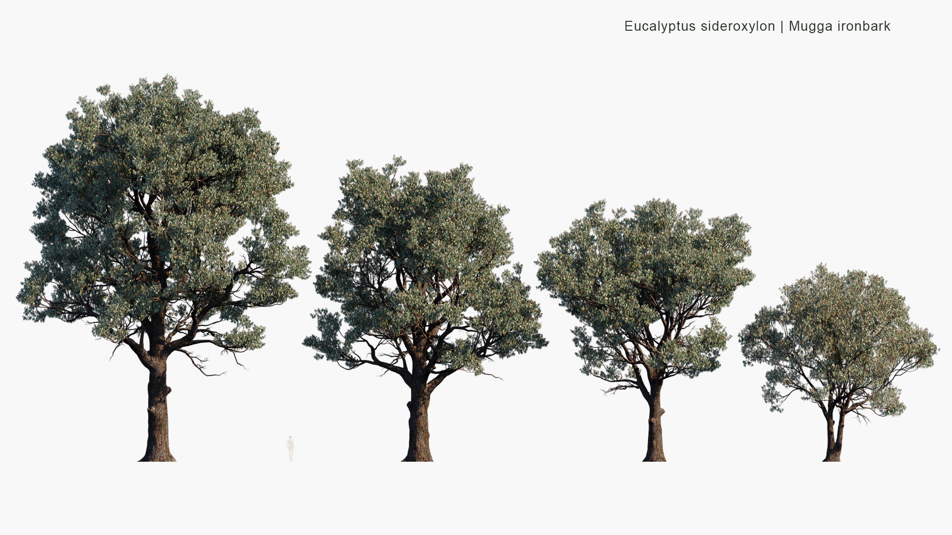 Eucalyptus Sideroxylon - Mugga Ironbark, Red Ironbark (3D Model)