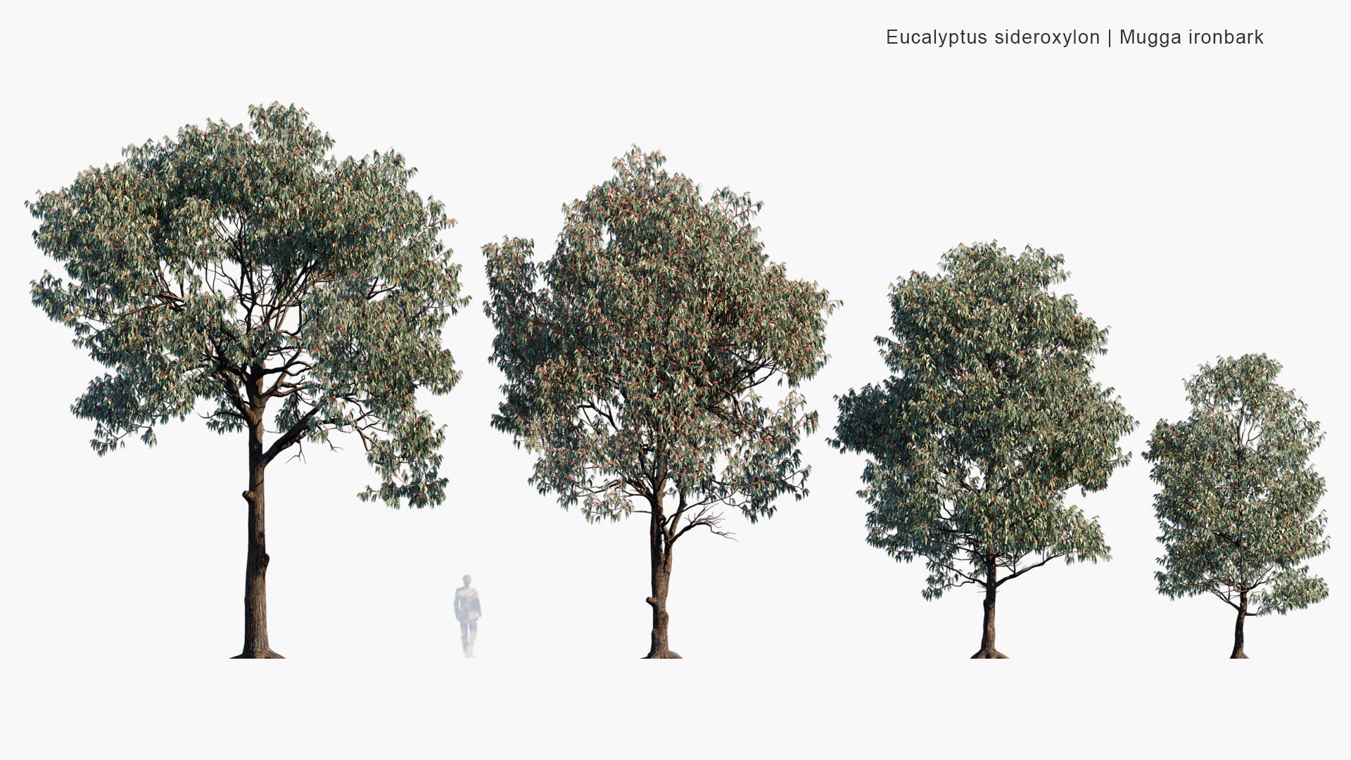 Eucalyptus Sideroxylon - Mugga Ironbark, Red Ironbark (3D Model)