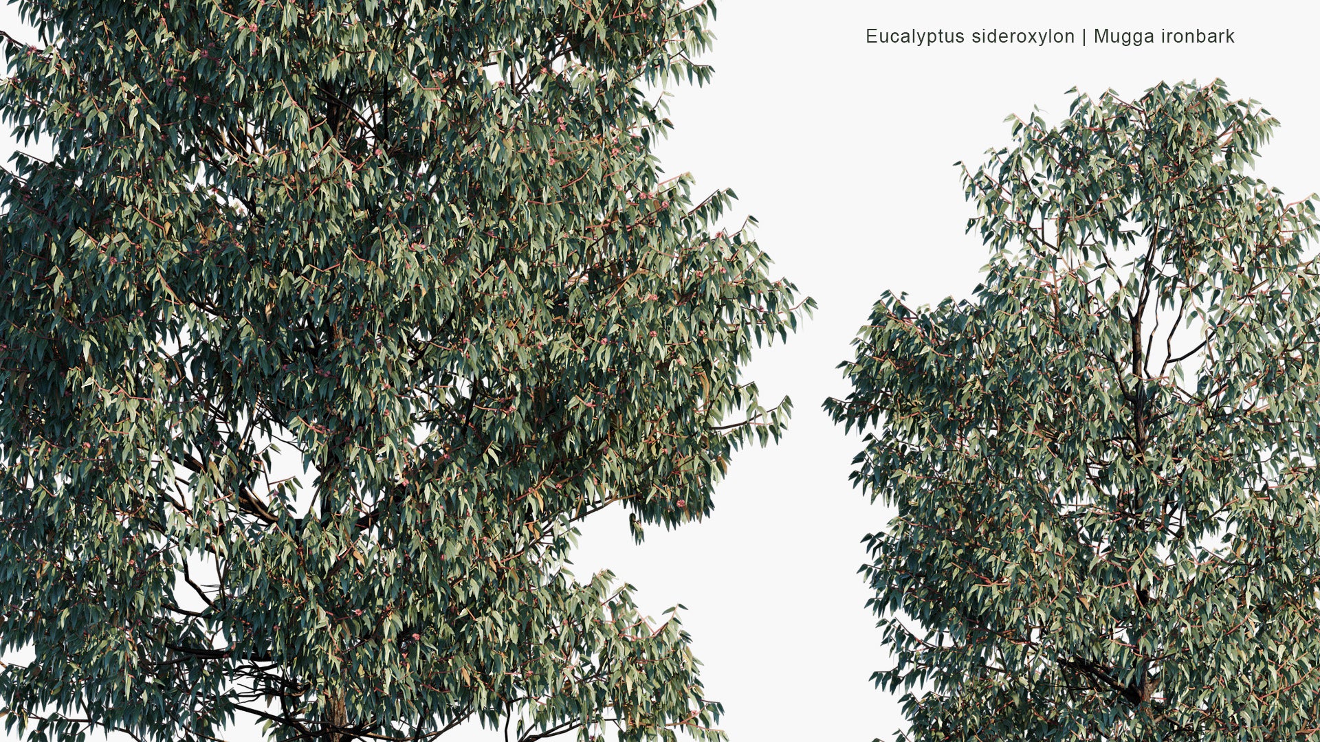 Eucalyptus Sideroxylon - Mugga Ironbark, Red Ironbark (3D Model)