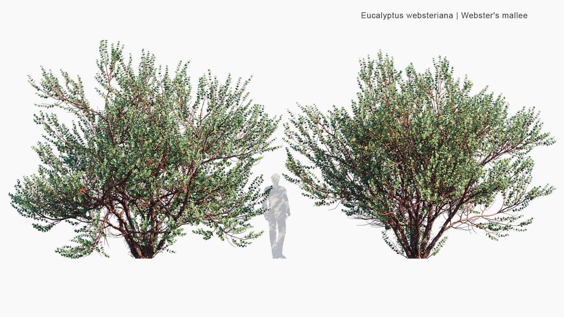 Eucalyptus Websteriana - Webster's Mallee, Heart-leaf Mallee, Dainty Mallee (3D Model)