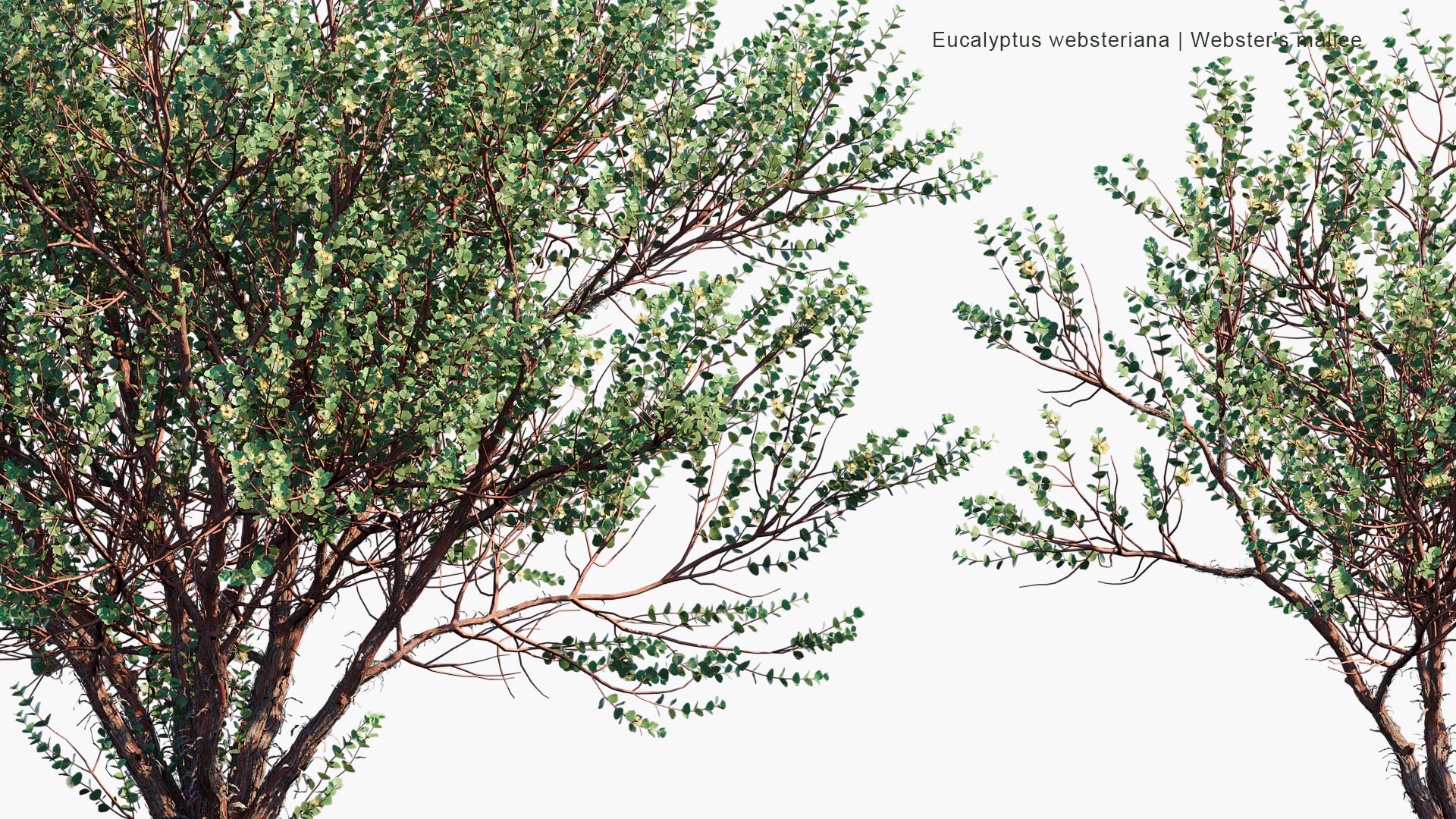 Eucalyptus Websteriana - Webster's Mallee, Heart-leaf Mallee, Dainty Mallee (3D Model)