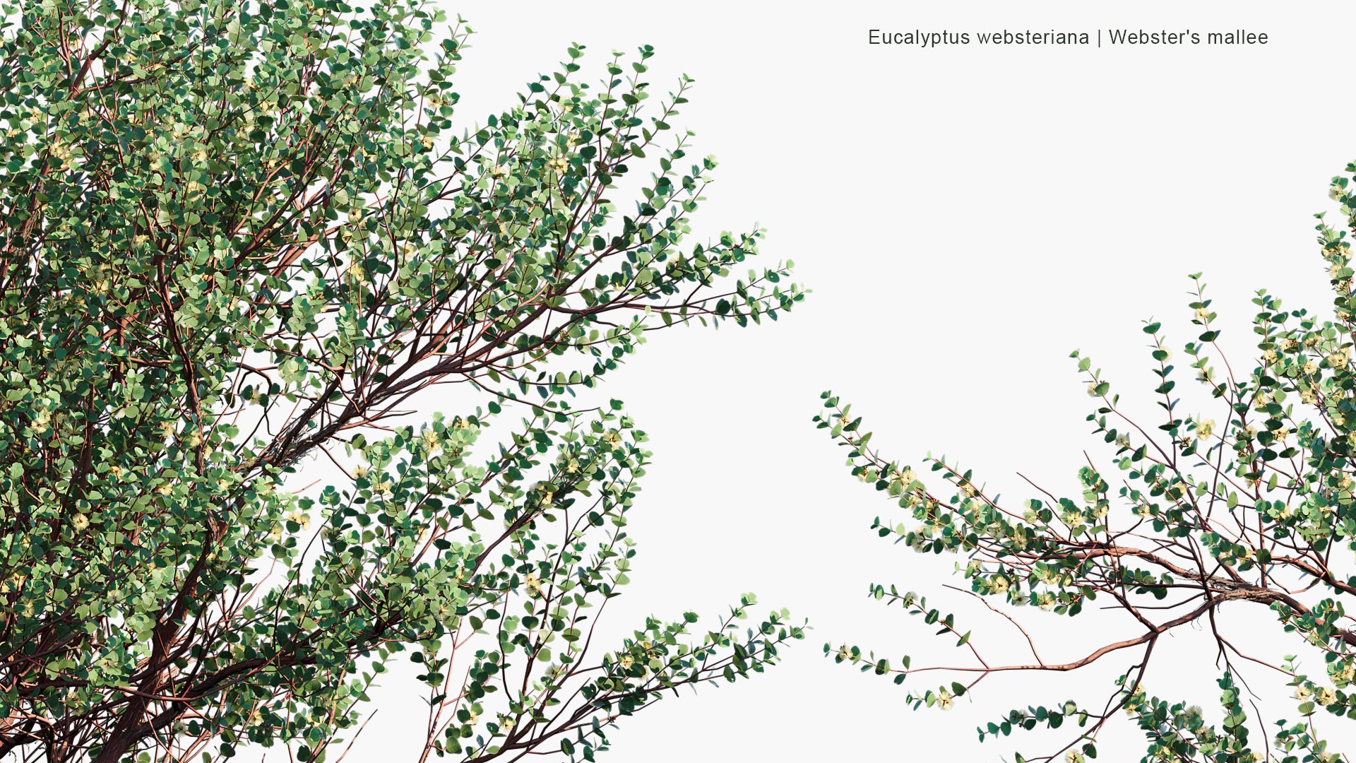 Eucalyptus Websteriana - Webster's Mallee, Heart-leaf Mallee, Dainty Mallee (3D Model)