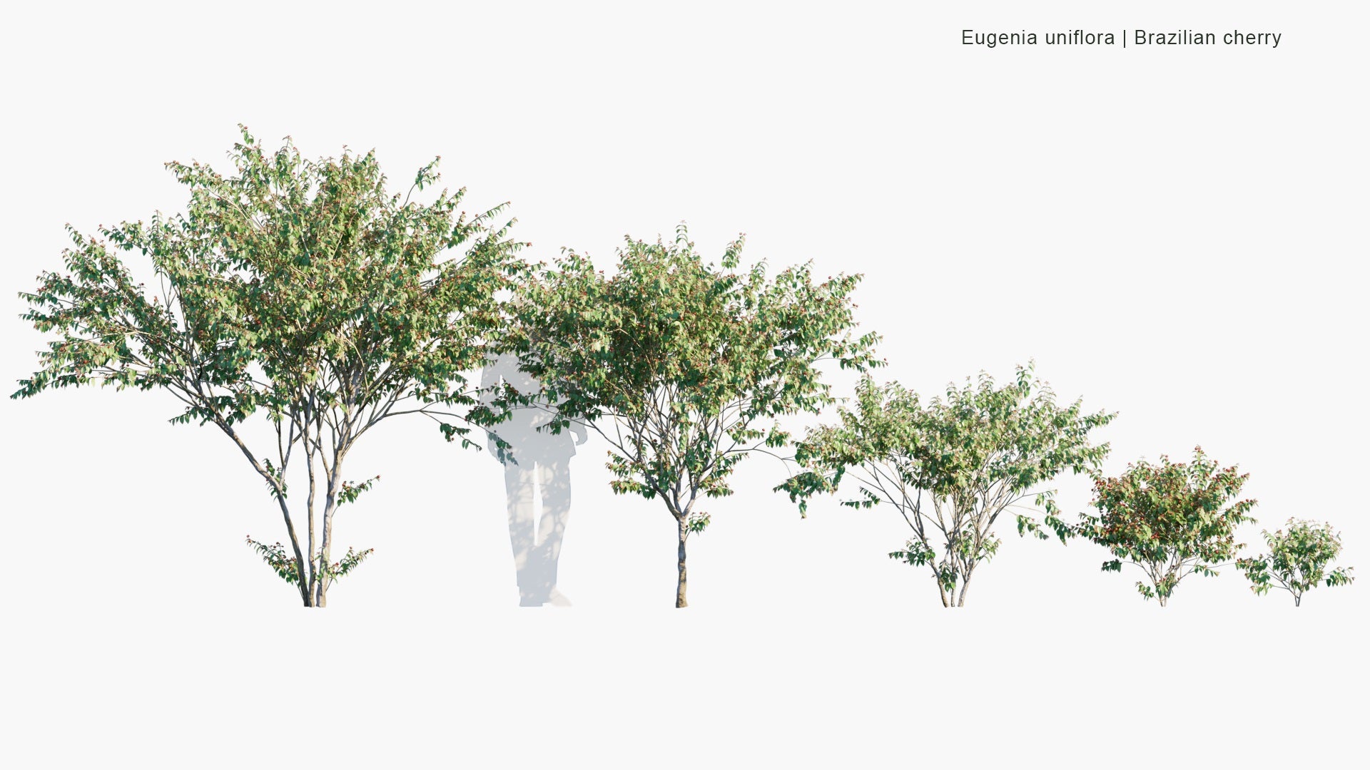 Low Poly Eugenia Uniflora - Brazilian Cherry,  Cerisier Carré, Monkimonki Kersie, Ñangapirí (3D Model)