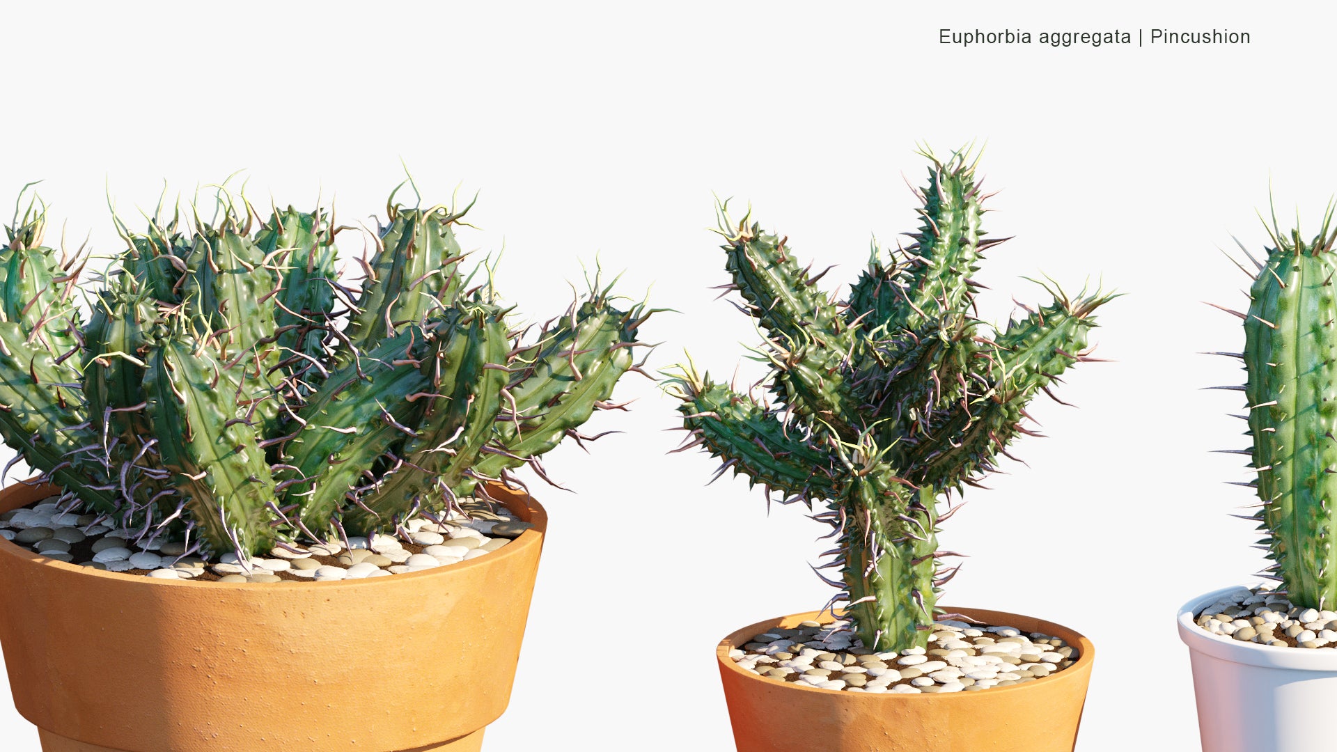 Euphorbia Aggregata - Pincushion (3D Model)
