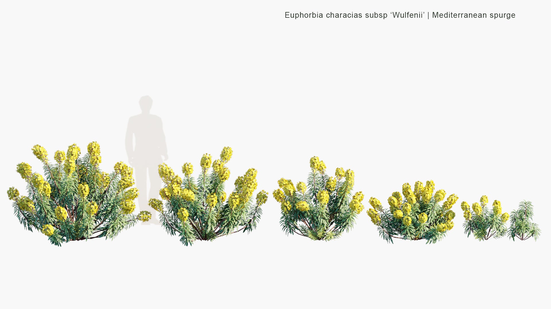 Low Poly Euphorbia Characias Subsp 'Wulfenii' - Mediterranean Spurge (3D Model)