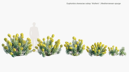 Euphorbia Characias Subsp 'Wulfenii'