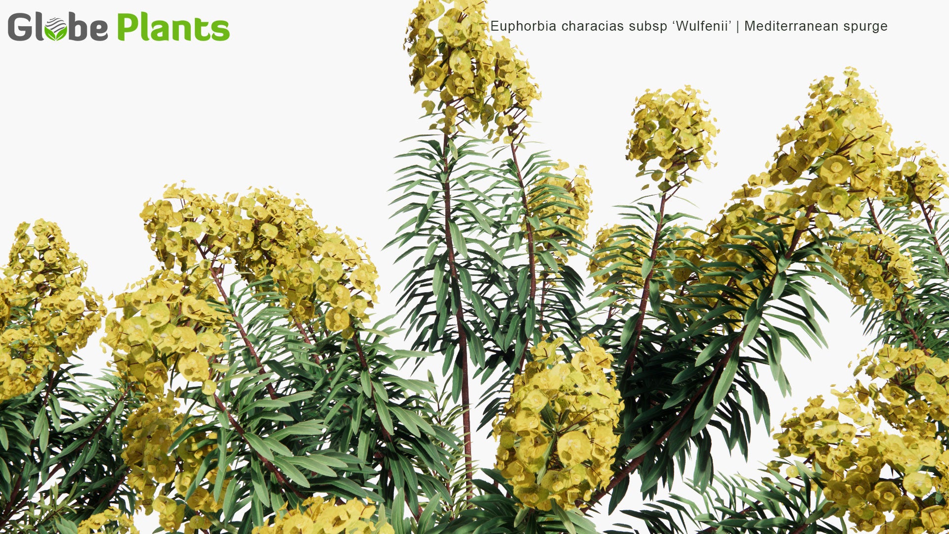 Low Poly Euphorbia Characias Subsp 'Wulfenii' - Mediterranean Spurge (3D Model)