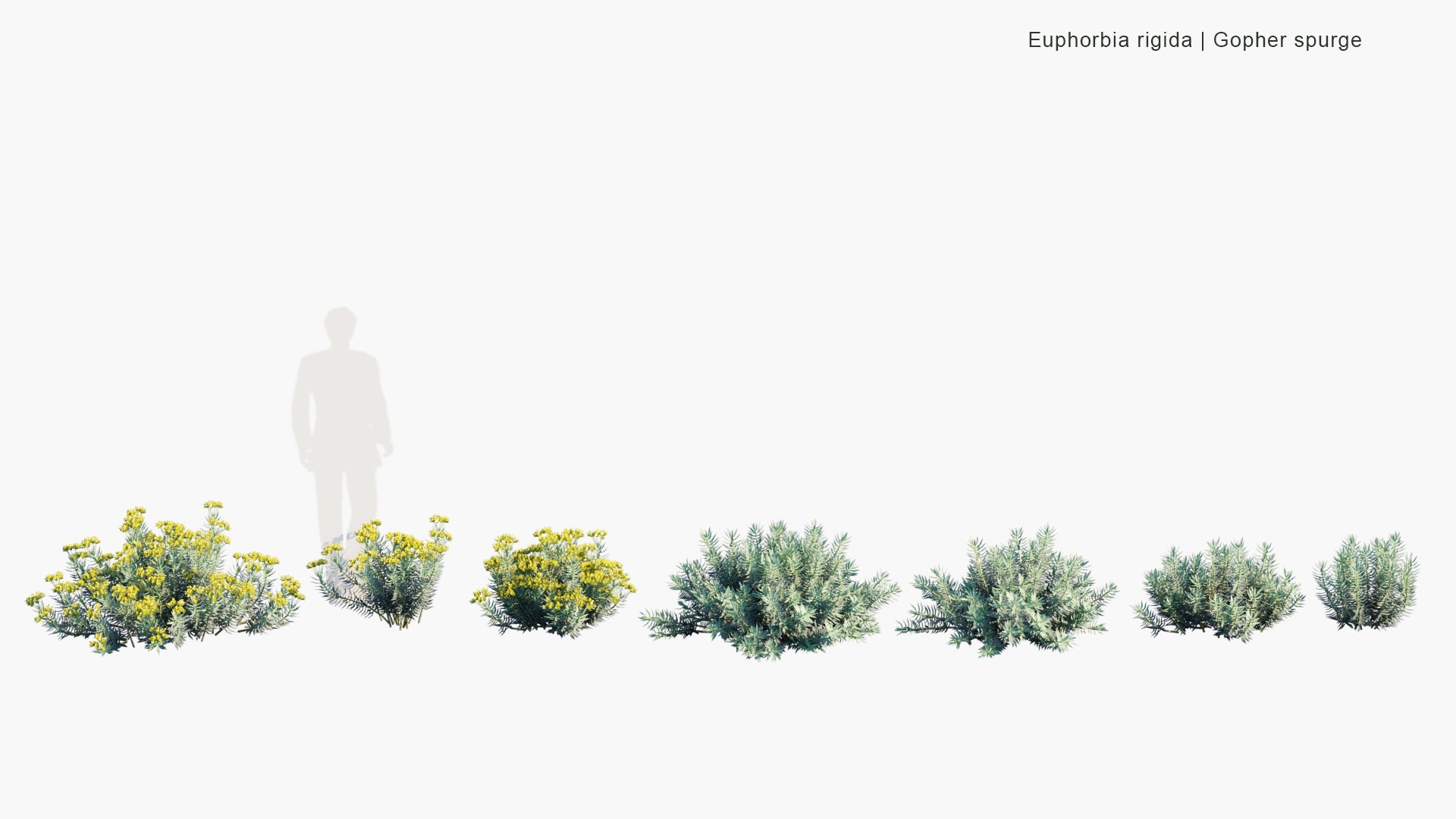 Low Poly Euphorbia Rigida - Gopher Spurge (3D Model)