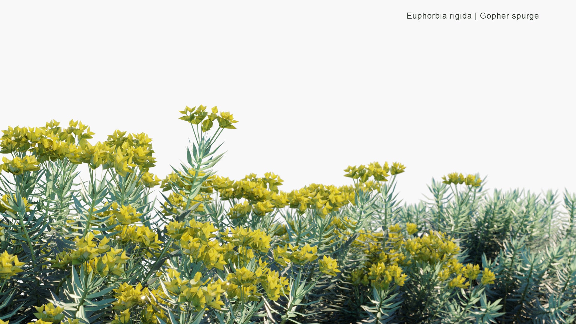 Low Poly Euphorbia Rigida - Gopher Spurge (3D Model)