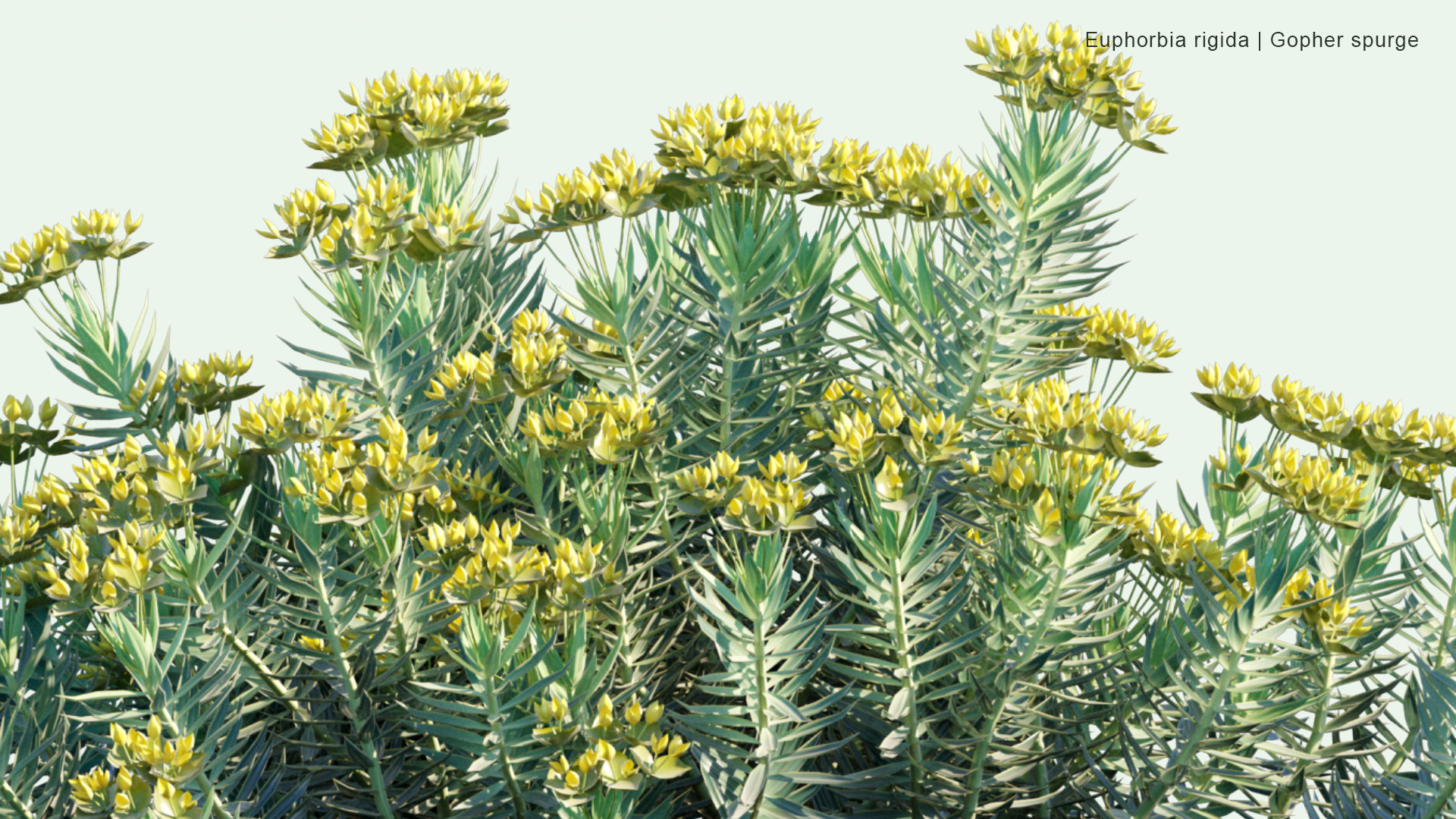 2D Euphorbia Rigida - Gopher Spurge