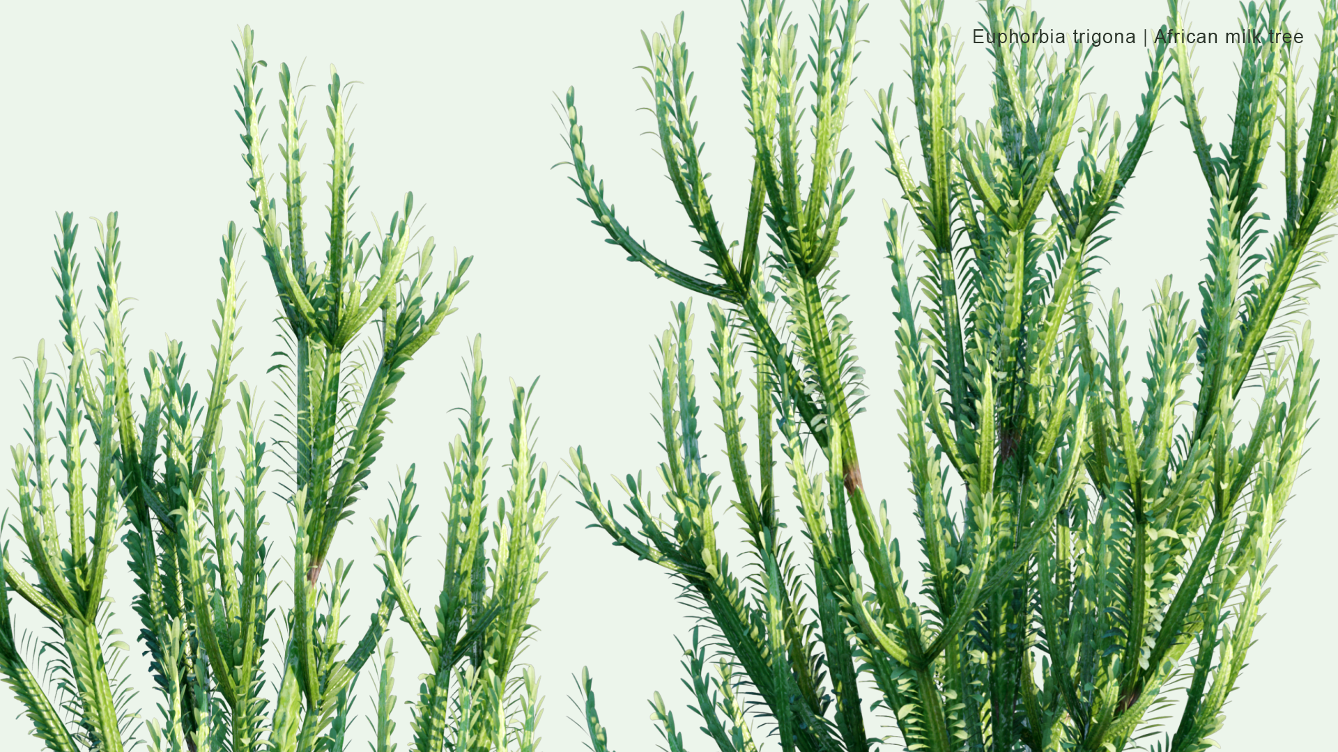 2D Euphorbia Trigona - African Milk Tree, Cathedral Cactus, Abyssinian Euphorbia, High Chaparall