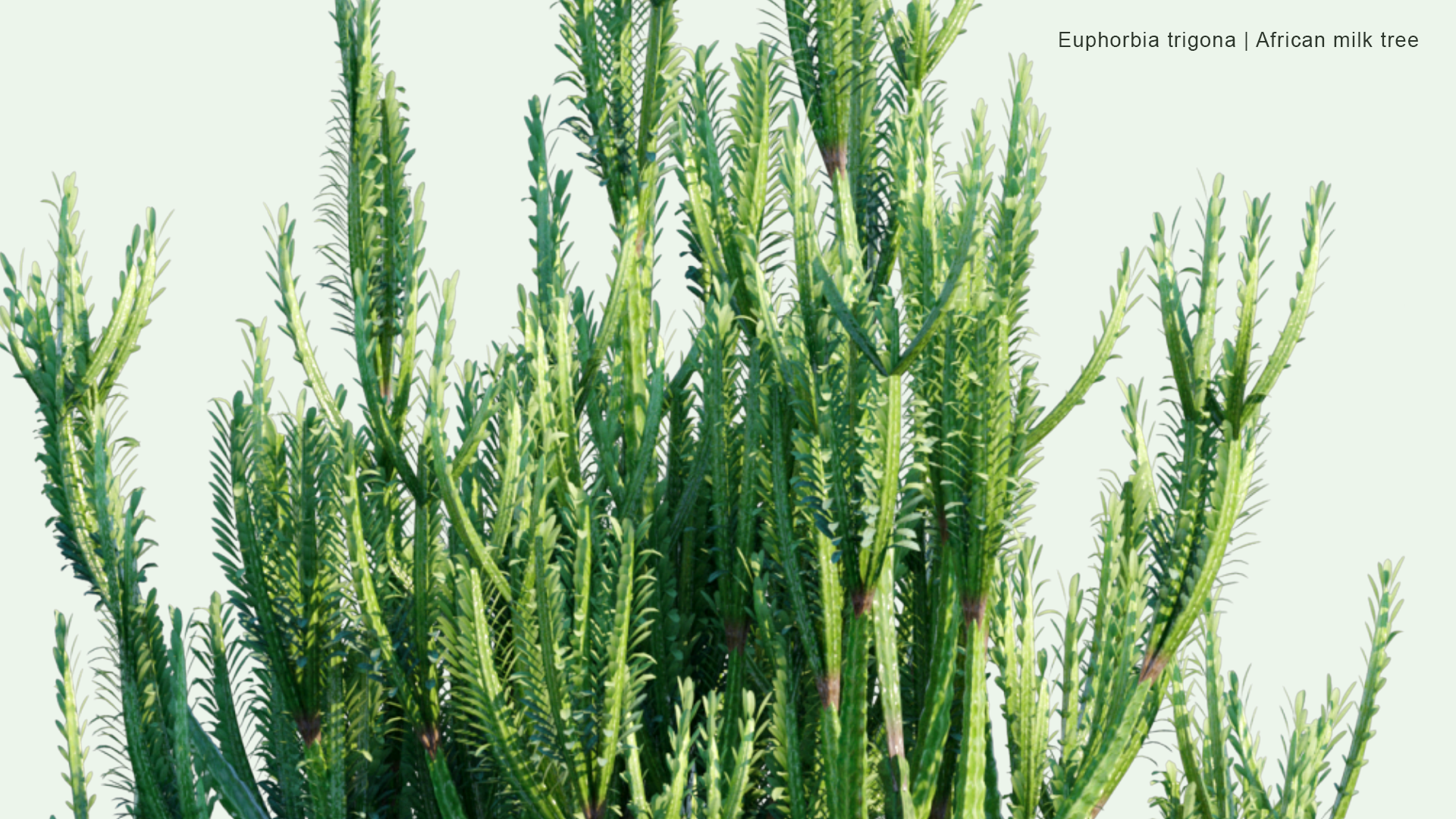 2D Euphorbia Trigona - African Milk Tree, Cathedral Cactus, Abyssinian Euphorbia, High Chaparall