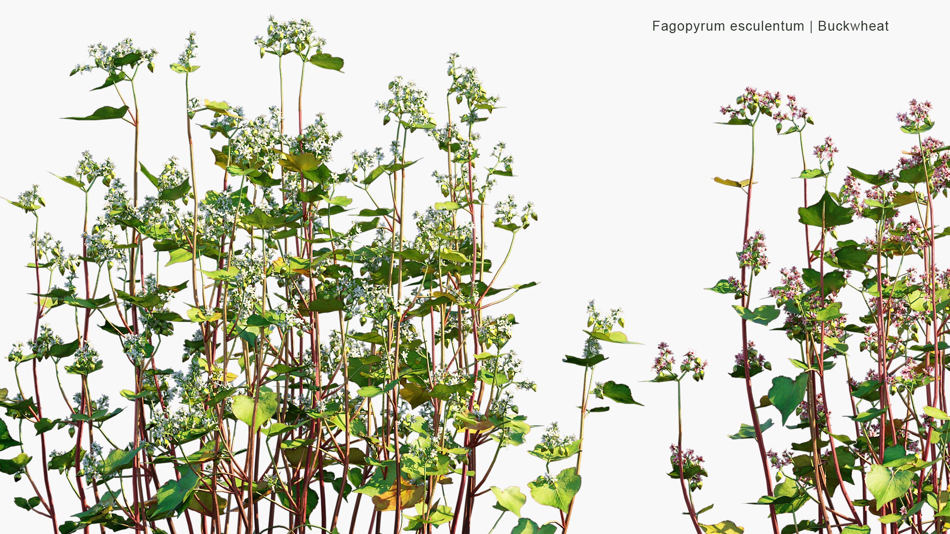 Fagopyrum Esculentum - Common Buckwheat
